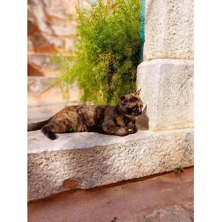 Lagoudis Comfortable * Kalianeika